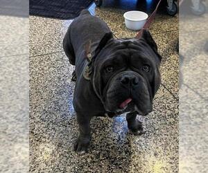 Bulldog Dogs for adoption in Tracy, CA, USA
