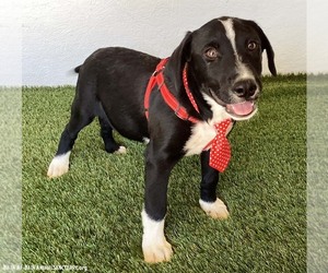Harris - Male Borador Dog for Adoption - Photo #3