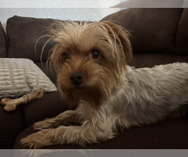 Medium Photo #1 Yorkshire Terrier Puppy For Sale in VIRGINIA BEACH, VA, USA
