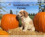 Small Photo #4 Goldendoodle (Miniature) Puppy For Sale in CONVOY, OH, USA
