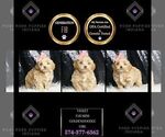Small Photo #73 Goldendoodle (Miniature) Puppy For Sale in WARSAW, IN, USA