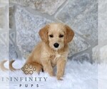 Image preview for Ad Listing. Nickname: Chloe