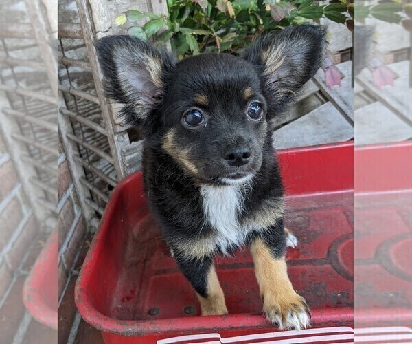 Medium Photo #2 Chihuahua Puppy For Sale in LEBANON, PA, USA