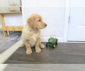 Golden Retriever Puppy for sale in CALIFORNIA, MO, USA
