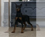 Small #10 Doberman Pinscher