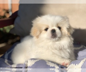 Pekingese Puppy for sale in MESQUITE, TX, USA