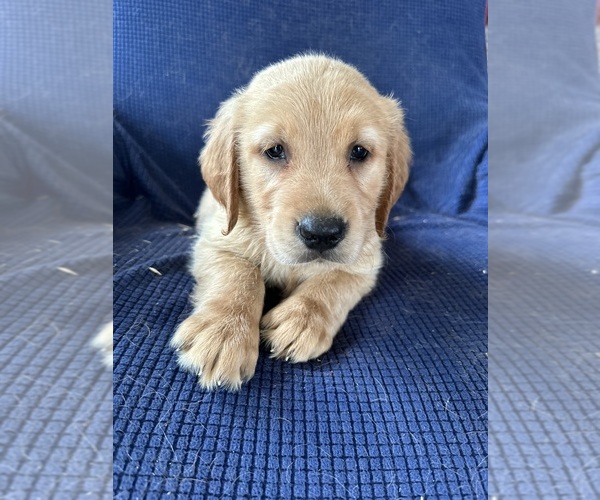 Medium Photo #1 Golden Irish Puppy For Sale in SOUTH WATERFORD, ME, USA