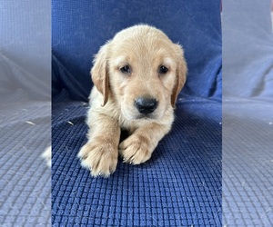 Golden Irish Puppy for sale in SOUTH WATERFORD, ME, USA