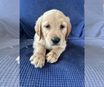Small Photo #1 Golden Irish Puppy For Sale in SOUTH WATERFORD, ME, USA