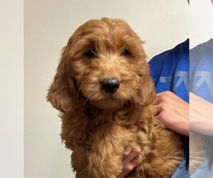 Goldendoodle (Miniature) Puppy for sale in HULL, IA, USA