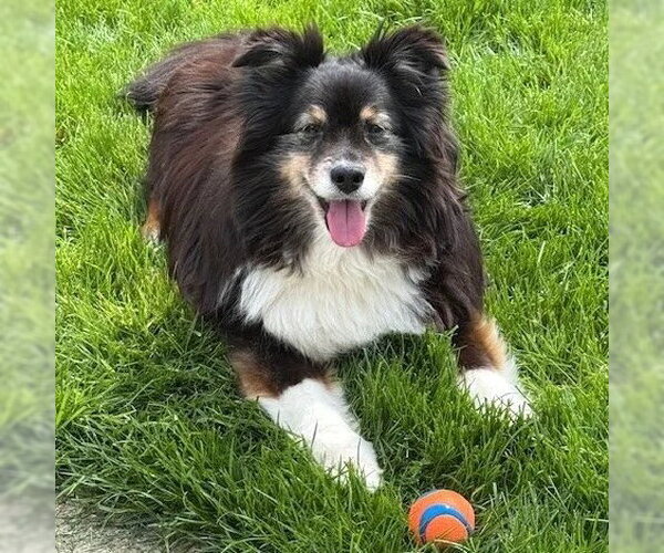 Medium Photo #1 Australian Shepherd-Unknown Mix Puppy For Sale in Dublin, OH, USA