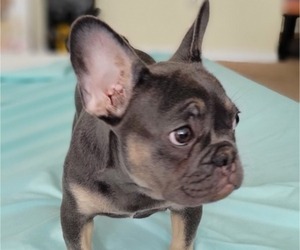 French Bulldog Puppy for sale in TAMPA, FL, USA