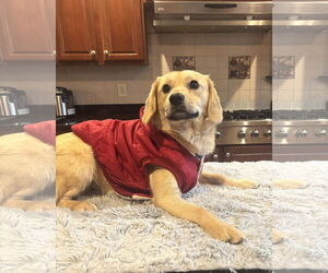 Beagle-Unknown Mix Dogs for adoption in Arlington, VA, USA