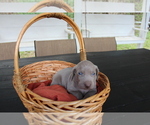 Small Photo #4 Weimaraner Puppy For Sale in QUITMAN, TX, USA