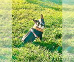 Small #5 Faux Frenchbo Bulldog