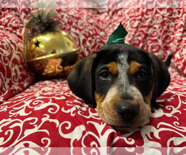 Medium Photo #8 Mutt Puppy For Sale in pomfret, CT, USA