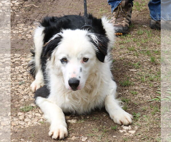 Medium Photo #4 Borador Puppy For Sale in Bandera, TX, USA
