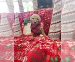 Small Photo #14 Poodle (Standard) Puppy For Sale in LUTZ, FL, USA