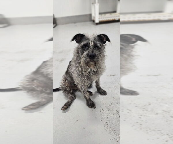 Medium Photo #5 Mutt Puppy For Sale in Studio City, CA, USA