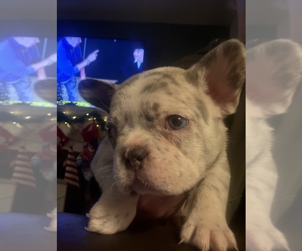 Medium Photo #18 French Bulldog Puppy For Sale in EAST LIVERPOOL, OH, USA