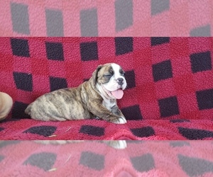 Olde English Bulldogge Puppy for sale in LAFAYETTE, LA, USA