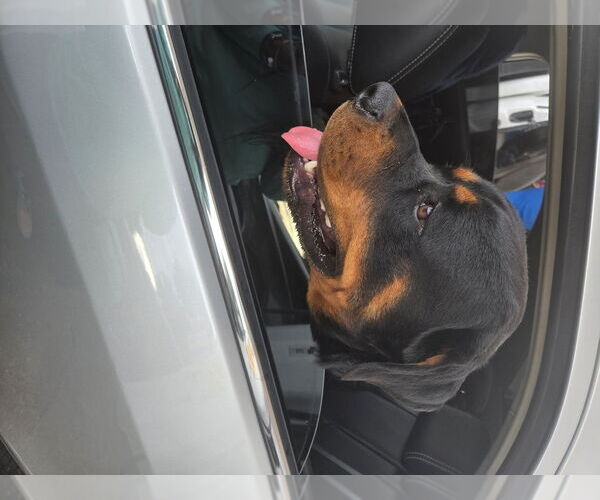 Medium Photo #3 Rottweiler Puppy For Sale in San Antonio, TX, USA