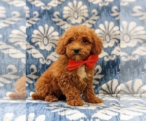 Poodle (Miniature) Puppy for sale in OXFORD, PA, USA