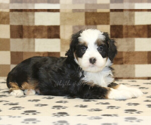 Medium Photo #2 Bernedoodle (Miniature) Puppy For Sale in DENVER, PA, USA