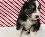 Puppy Spritz Australian Shepherd
