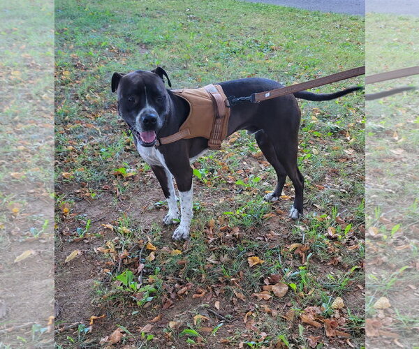 Medium Photo #15 Bullboxer Pit Puppy For Sale in Oakhurst, NJ, USA