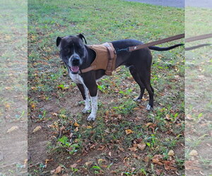 Spade - Male Bullboxer Pit Dog for Adoption - Photo #15