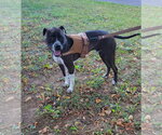 Small #14 Bullboxer Pit