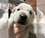 Small Photo #2 Labrador Retriever Puppy For Sale in homestead, FL, USA