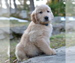 Small #1 Golden Retriever