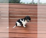Small Photo #8 Dachshund Puppy For Sale in WILLARD, OH, USA