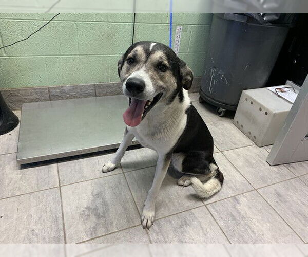 Medium Photo #1 Anatolian Shepherd-Unknown Mix Puppy For Sale in Grand Prairie, TX, USA