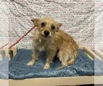 Small Norfolk Terrier Mix