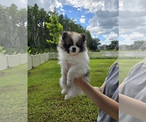 Pomeranian Puppy for sale in TAMPA, FL, USA