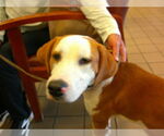 Small American Foxhound
