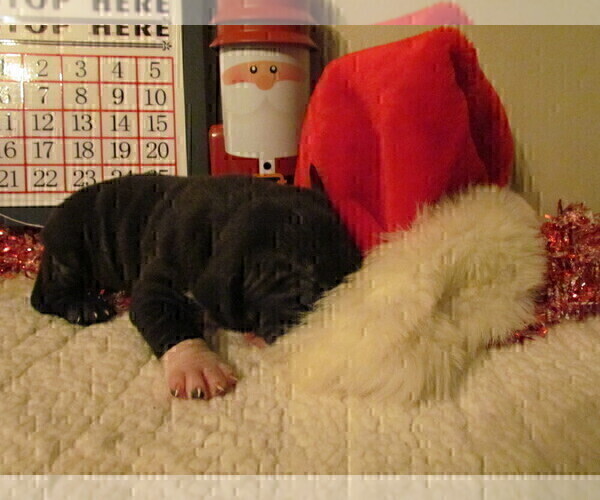 Medium Photo #2 American Bully Puppy For Sale in MOTLEY, MN, USA