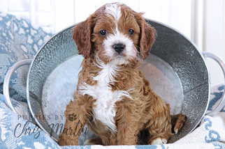 Cavapoo Puppy for sale in EPHRATA, PA, USA