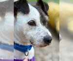 Small #1 Jack Russell Terrier Mix