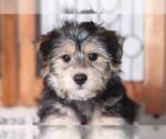 Small Photo #2 Havashire Puppy For Sale in NAPLES, FL, USA