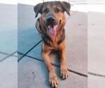 Small #1 German Shepherd Dog Mix