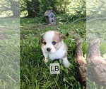 Puppy Jake Teal Pembroke Welsh Corgi
