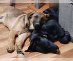 Small Photo #5 Malinois Puppy For Sale in ORCHARDS, WA, USA