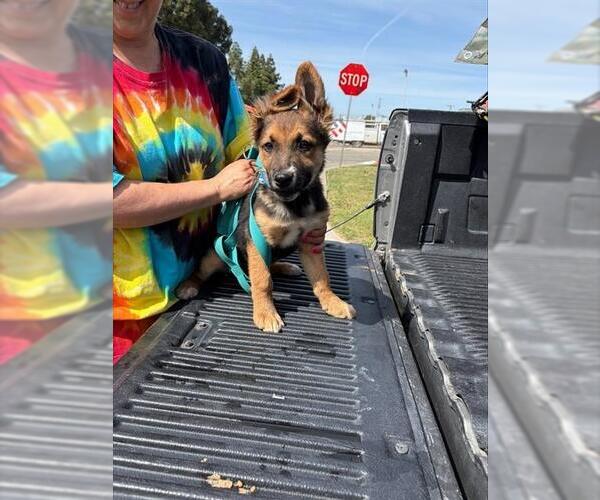 Medium Photo #1 German Shepherd Dog-Unknown Mix Puppy For Sale in Stockton, CA, USA