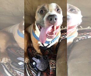 Bullypit Dogs for adoption in Oro Valley, AZ, USA