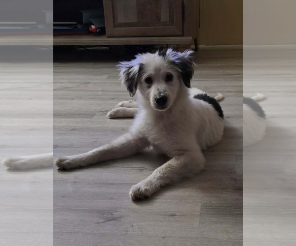 Medium Photo #1 Labrador Retriever-Unknown Mix Puppy For Sale in Jacksonville, NC, USA