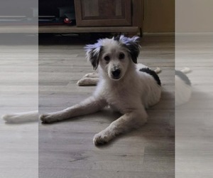 Labrador Retriever-Unknown Mix Dogs for adoption in Jacksonville, NC, USA